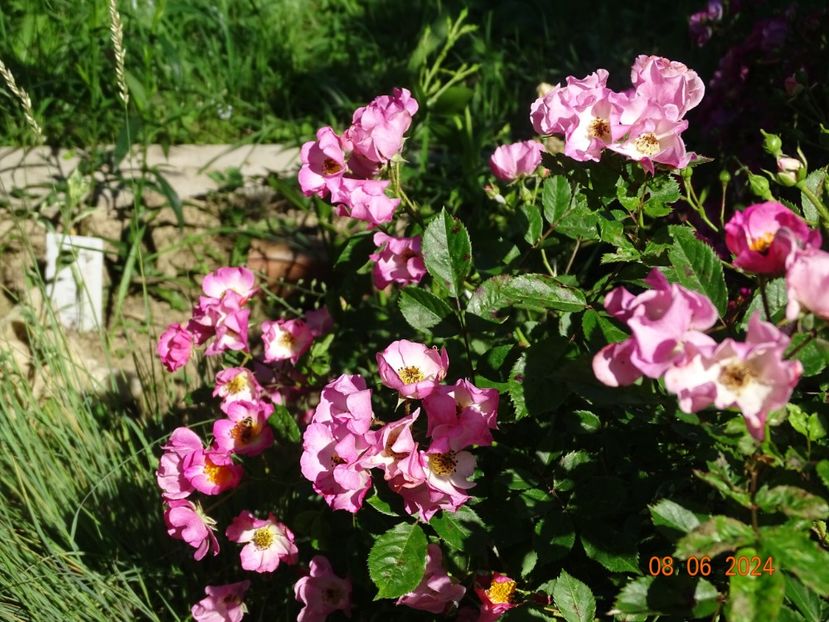  - Trandafiri 2024 3