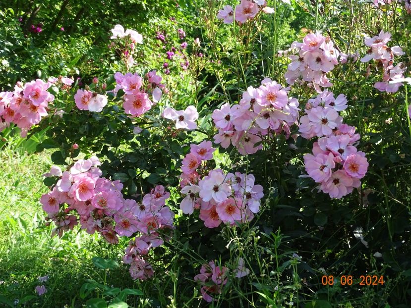  - Trandafiri 2024 3