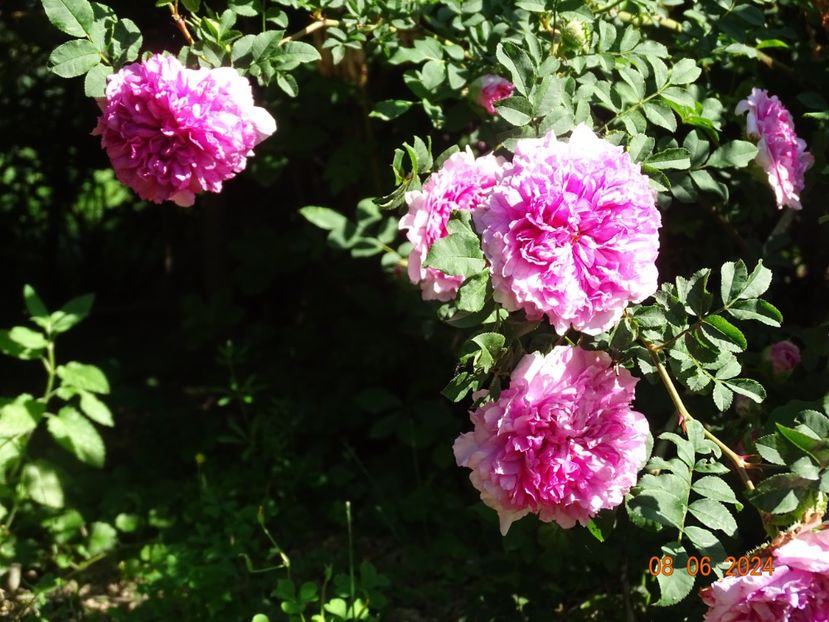  - Trandafiri 2024 3