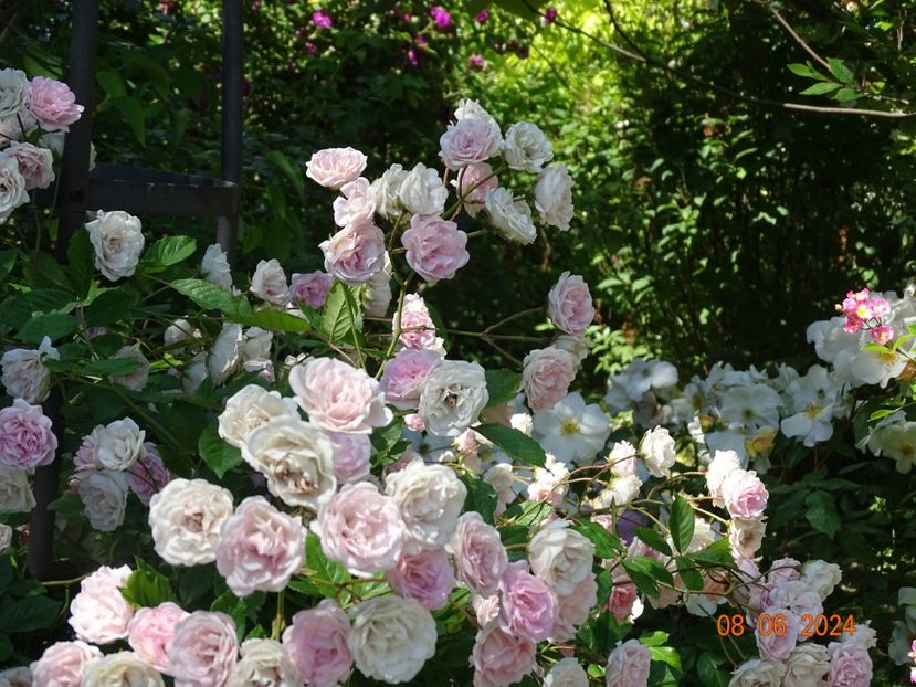  - Trandafiri 2024 3