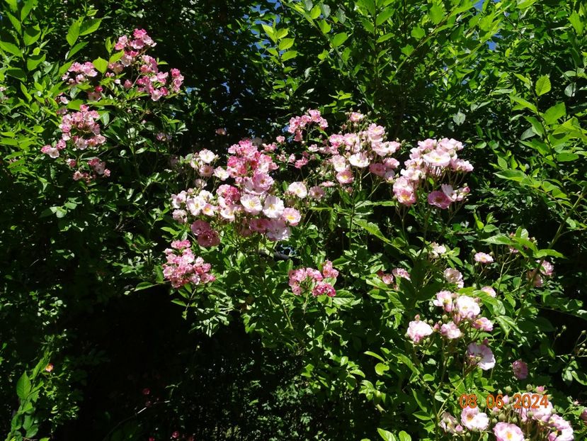  - Trandafiri 2024 3
