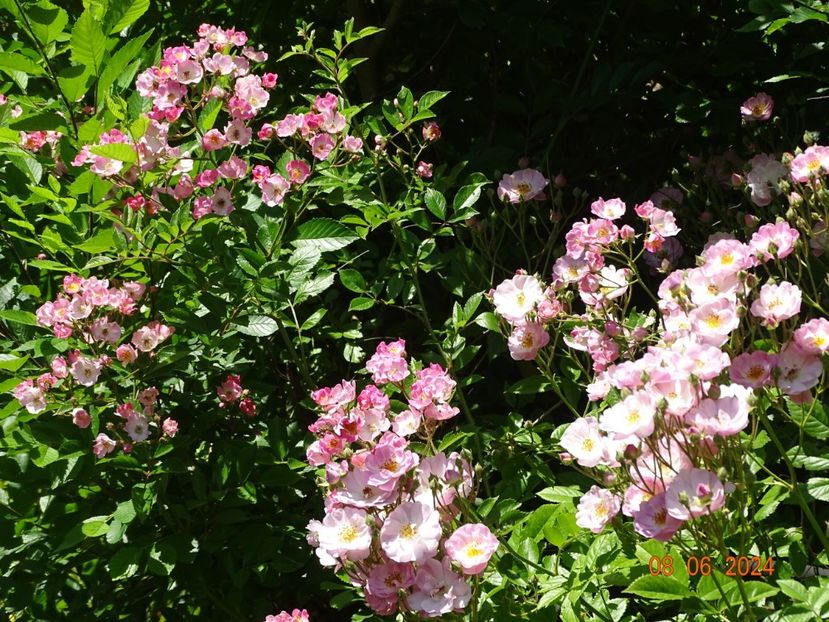  - Trandafiri 2024 3