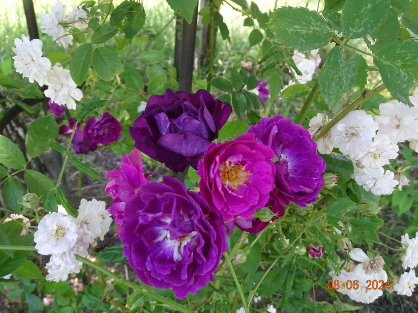  - Trandafiri 2024 3