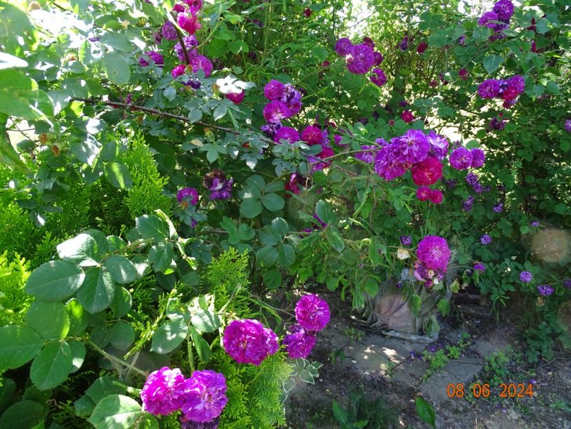  - Trandafiri 2024 3