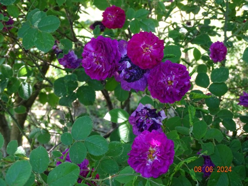  - Trandafiri 2024 3