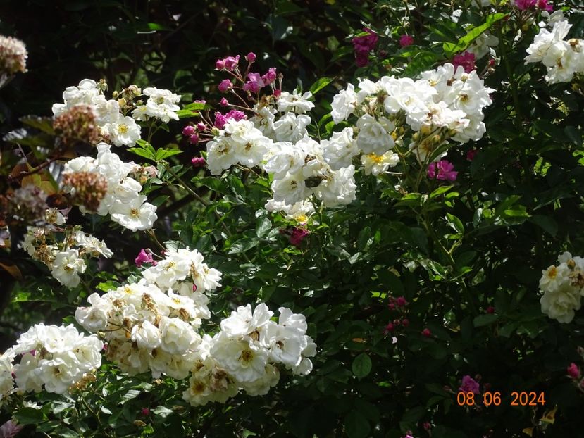  - Trandafiri 2024 3