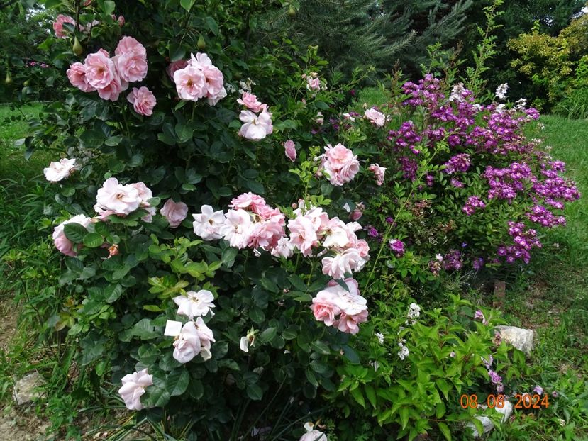  - Trandafiri 2024 3