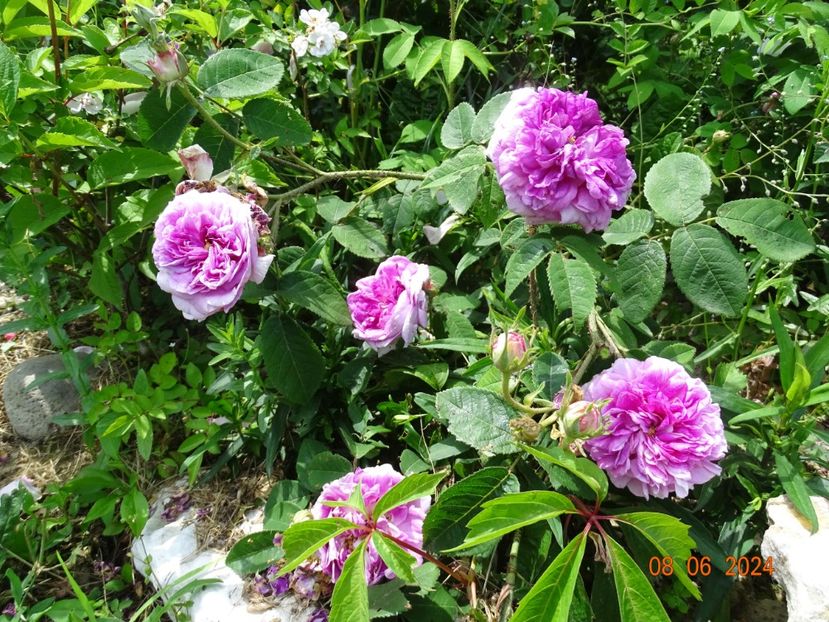  - Trandafiri 2024 3