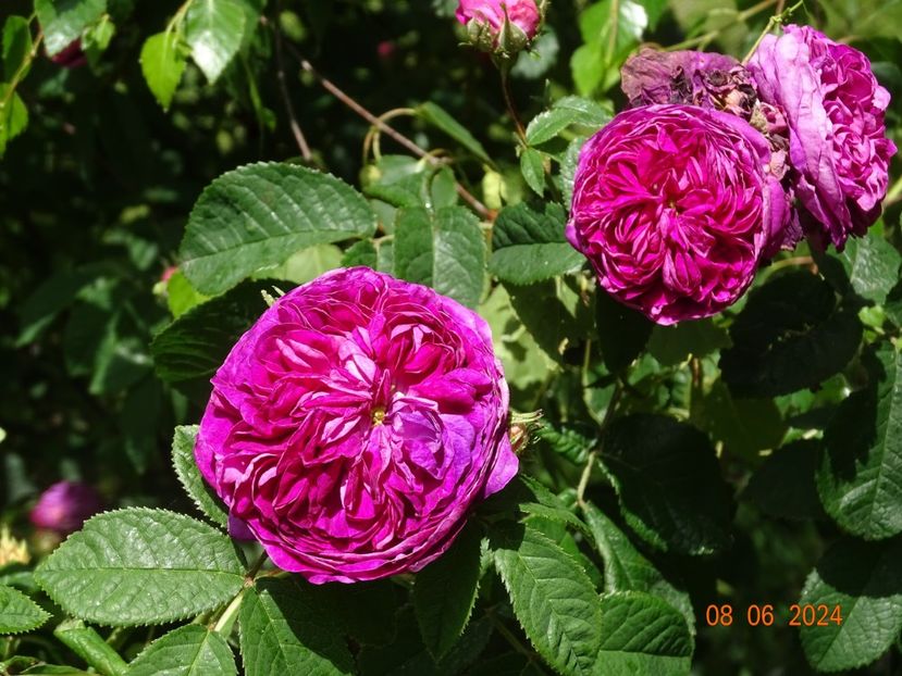  - Trandafiri 2024 3