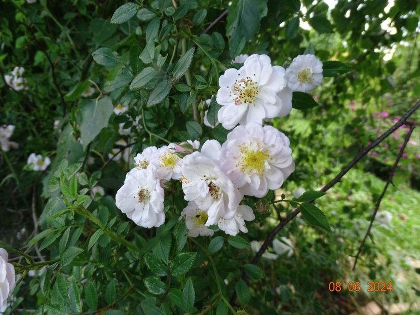  - Trandafiri 2024 3