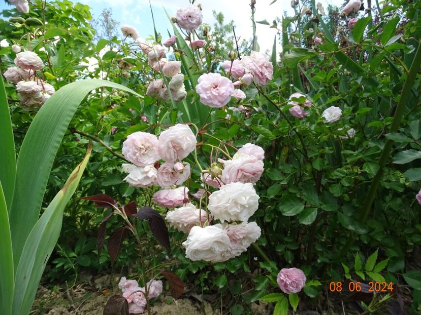  - Trandafiri 2024 3