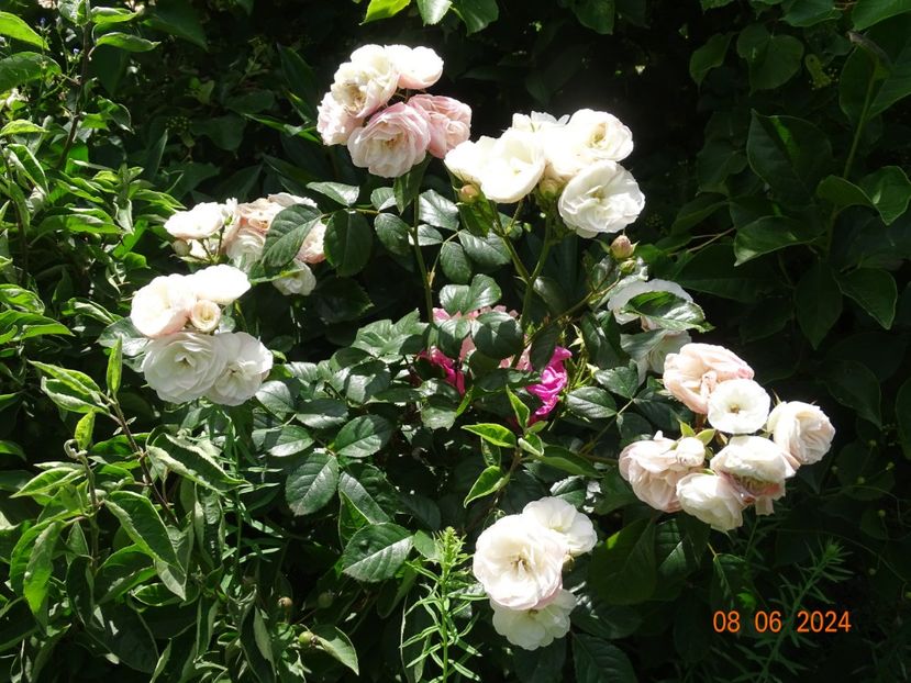  - Trandafiri 2024 3