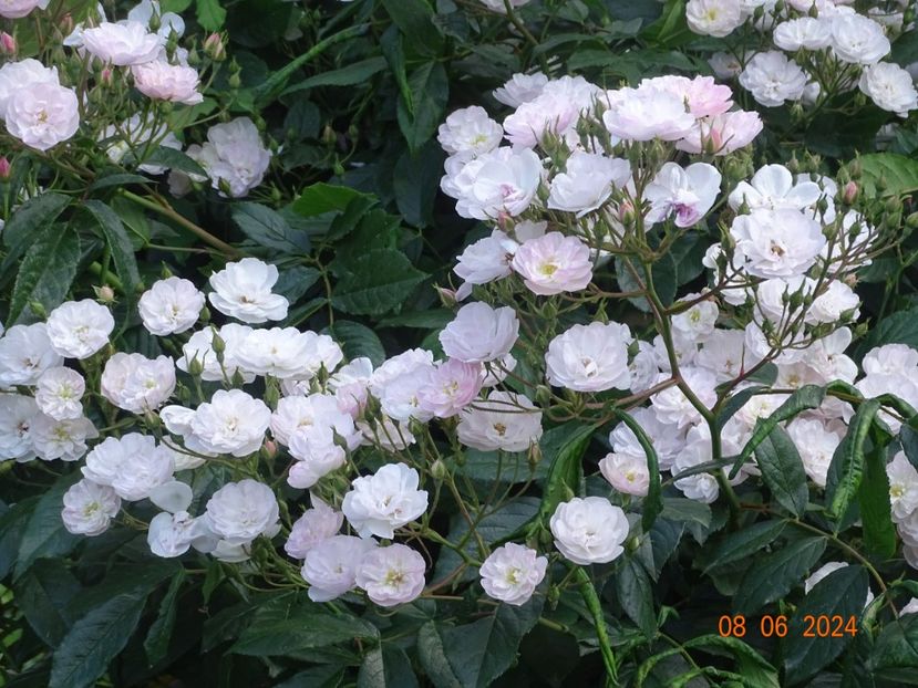  - Trandafiri 2024 3