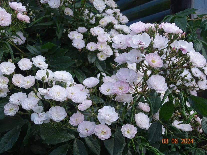  - Trandafiri 2024 3