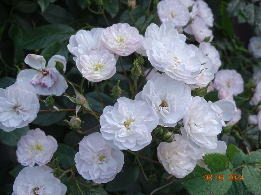  - Trandafiri 2024 3