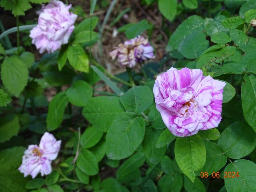  - Trandafiri 2024 3