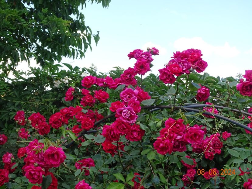  - Trandafiri 2024 3