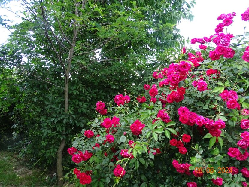  - Trandafiri 2024 3
