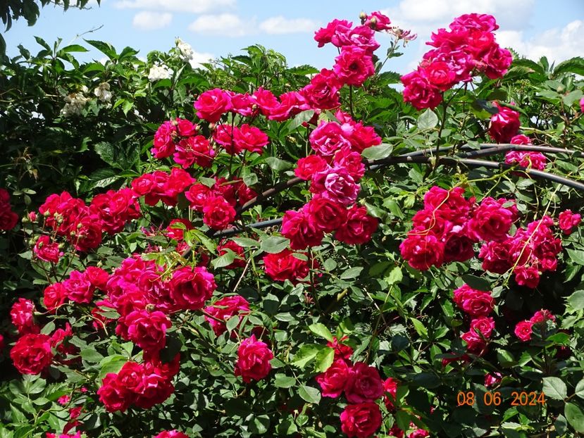  - Trandafiri 2024 3