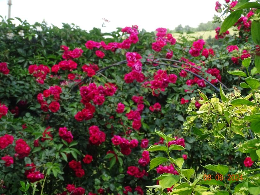  - Trandafiri 2024 3