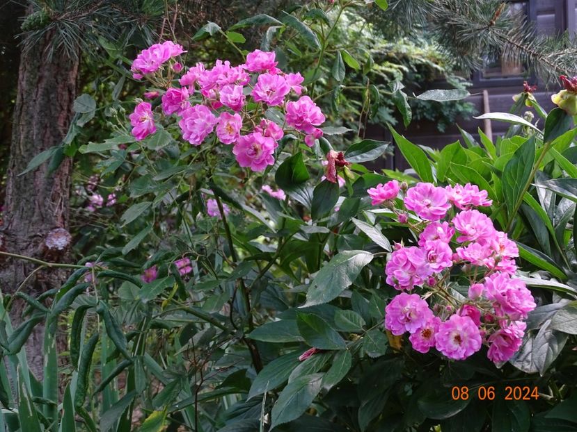  - Trandafiri 2024 3