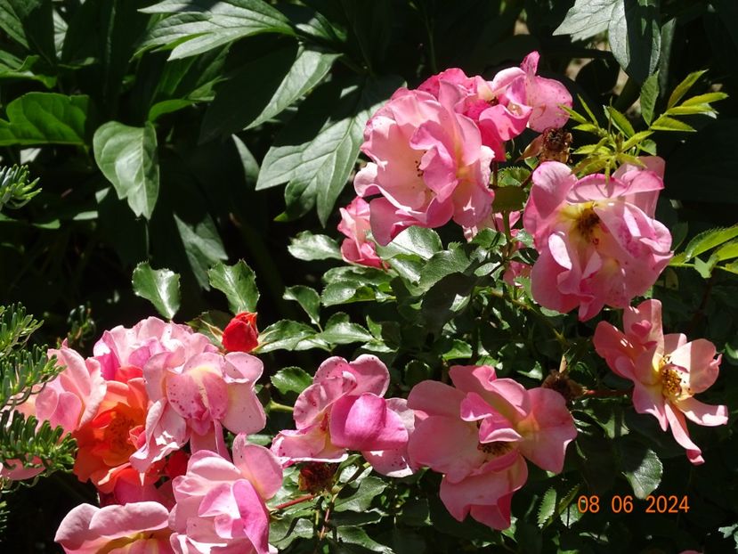 - Trandafiri 2024 3