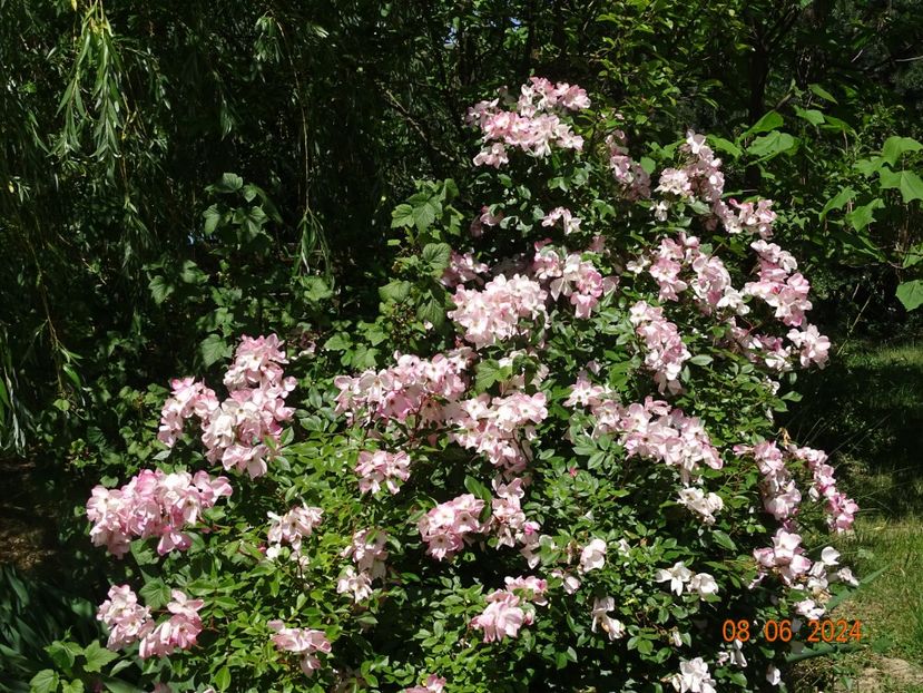  - Trandafiri 2024 3