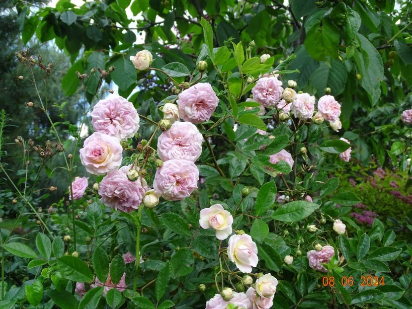  - Trandafiri 2024 3