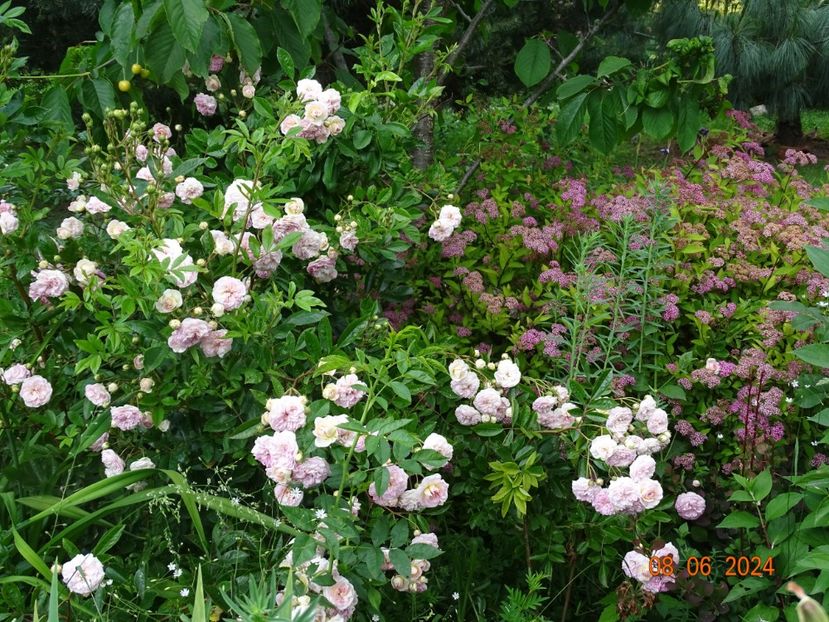  - Trandafiri 2024 3