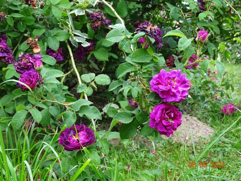 - Trandafiri 2024 3