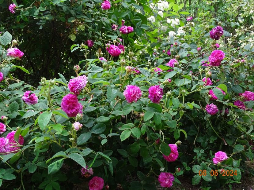  - Trandafiri 2024 3