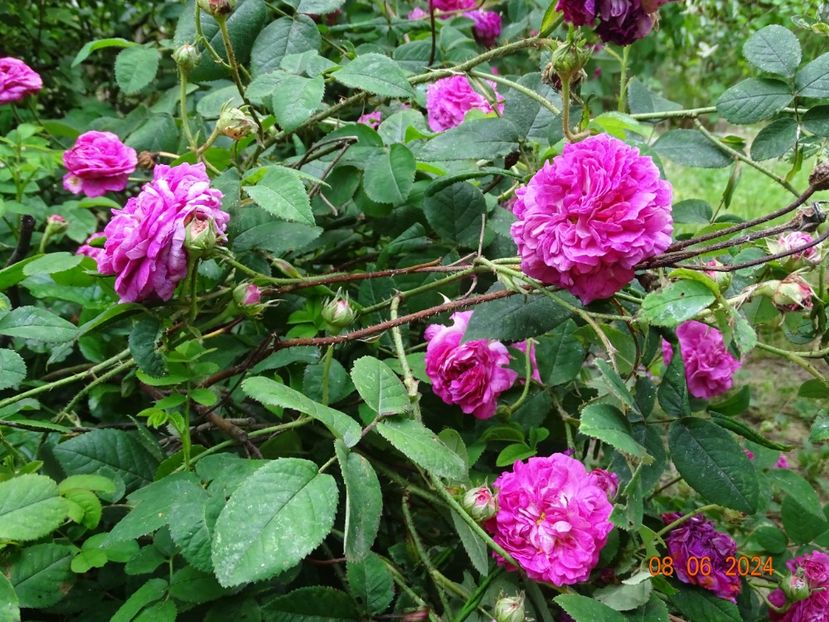  - Trandafiri 2024 3