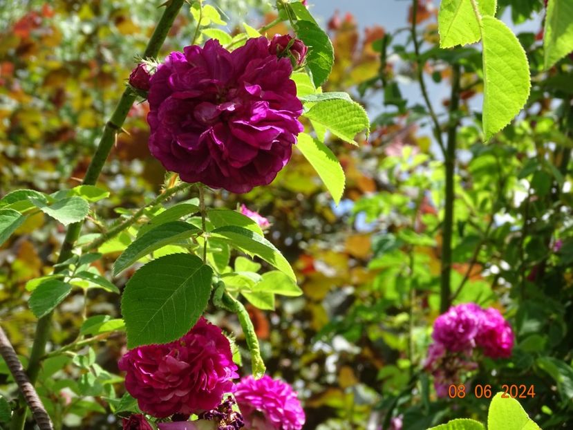  - Trandafiri 2024 3