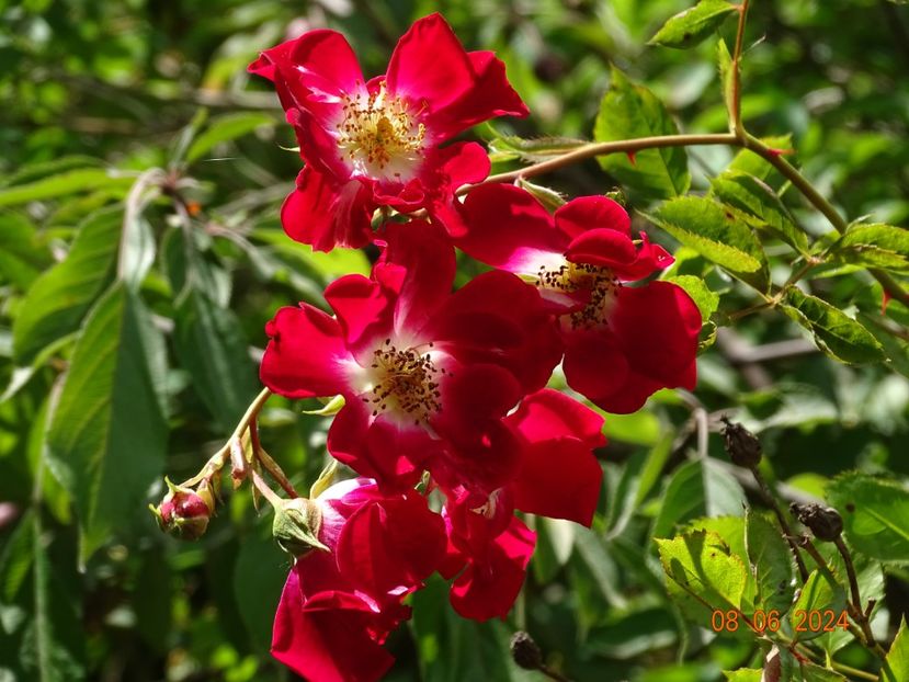  - Trandafiri 2024 3