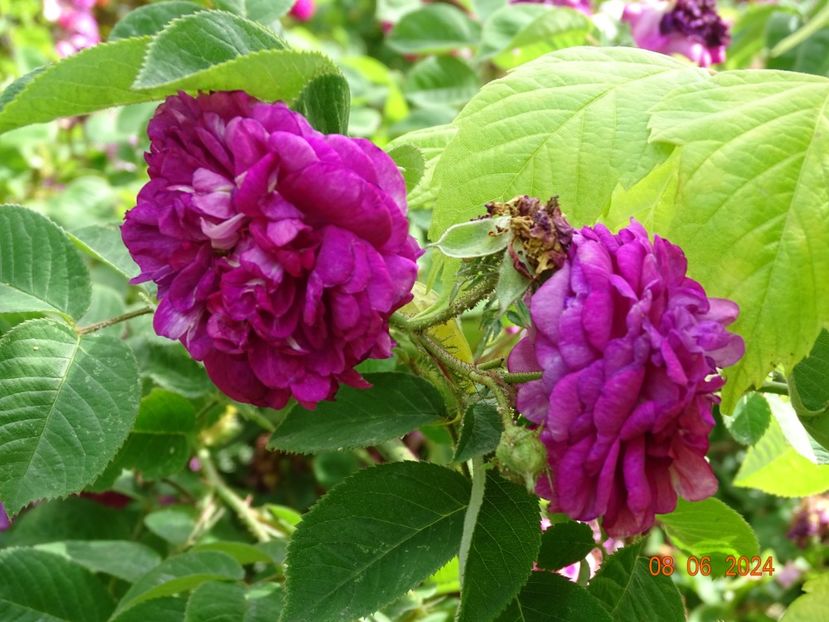  - Trandafiri 2024 3