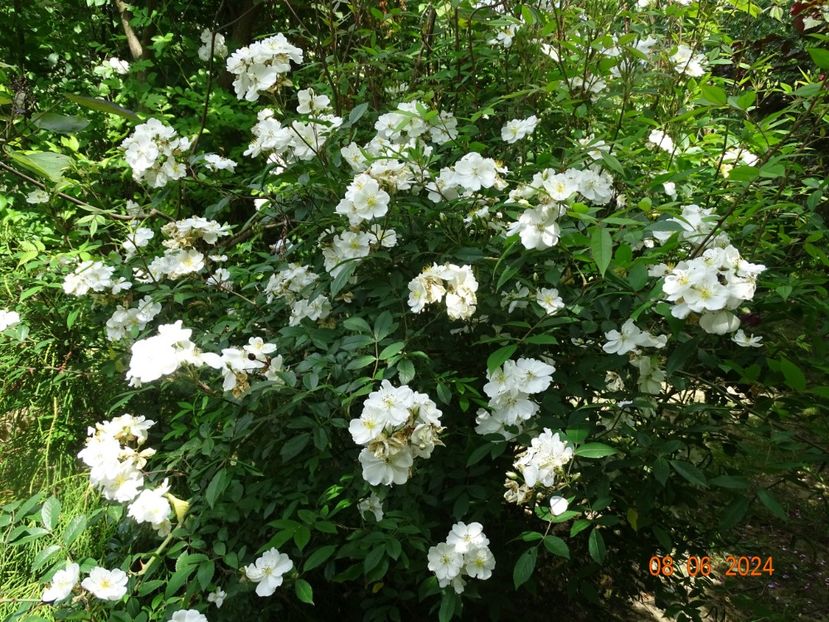  - Trandafiri 2024 3