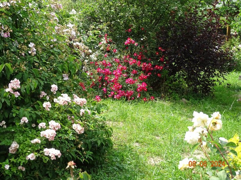  - Trandafiri 2024 3