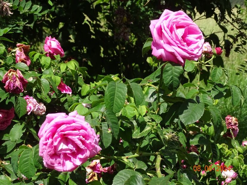  - Trandafiri 2024 3