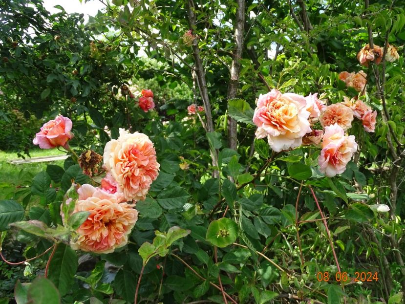  - Trandafiri 2024 4