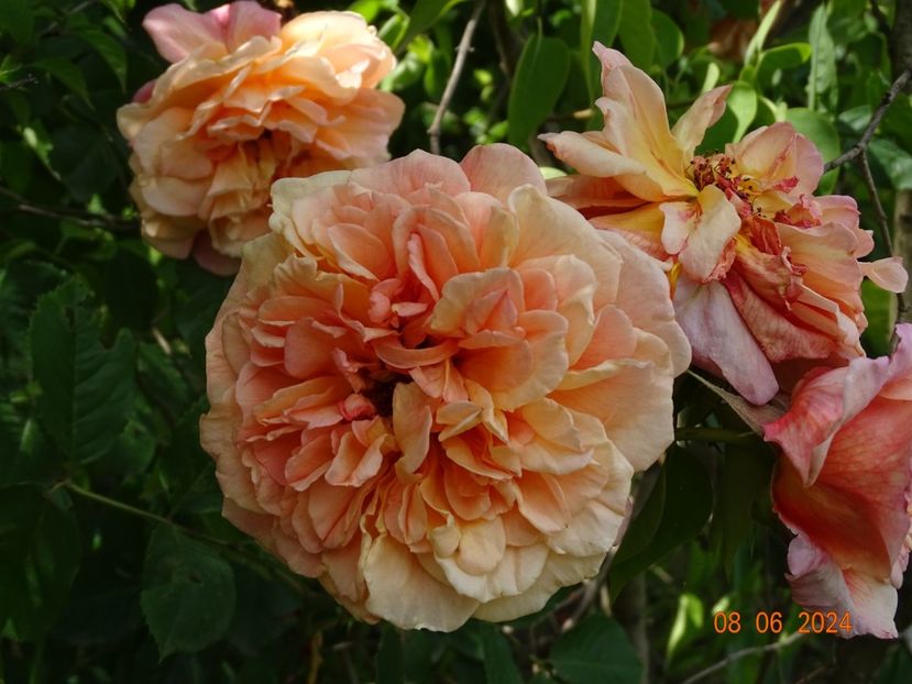  - Trandafiri 2024 4