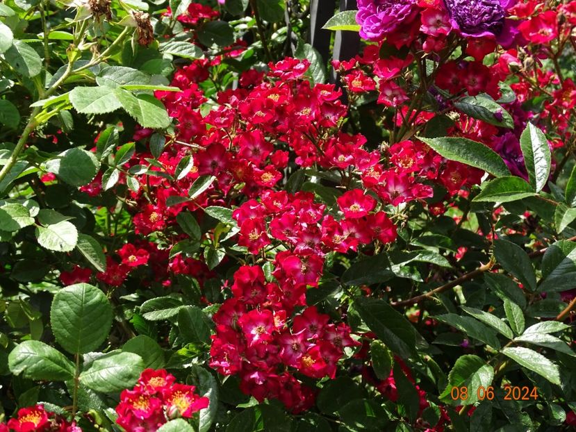  - Trandafiri 2024 4