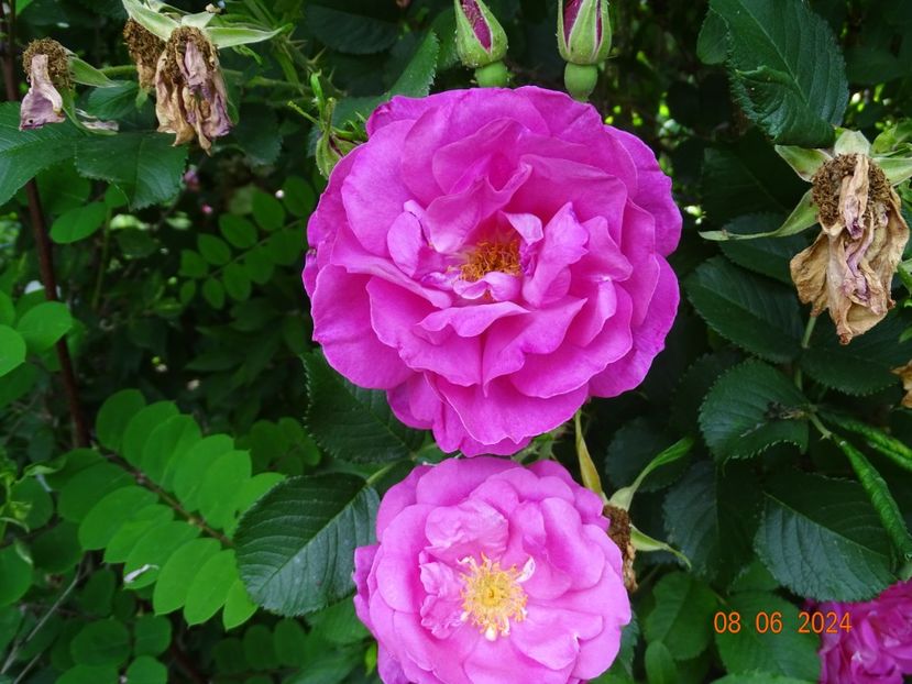  - Trandafiri 2024 4