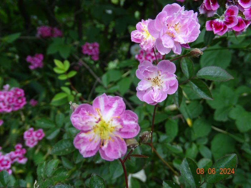 - Trandafiri 2024 4