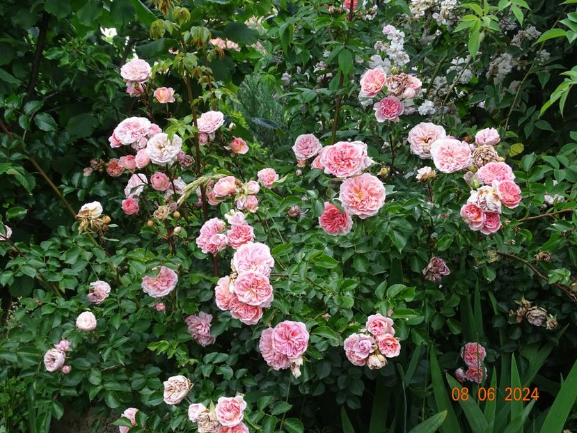  - Trandafiri 2024 4