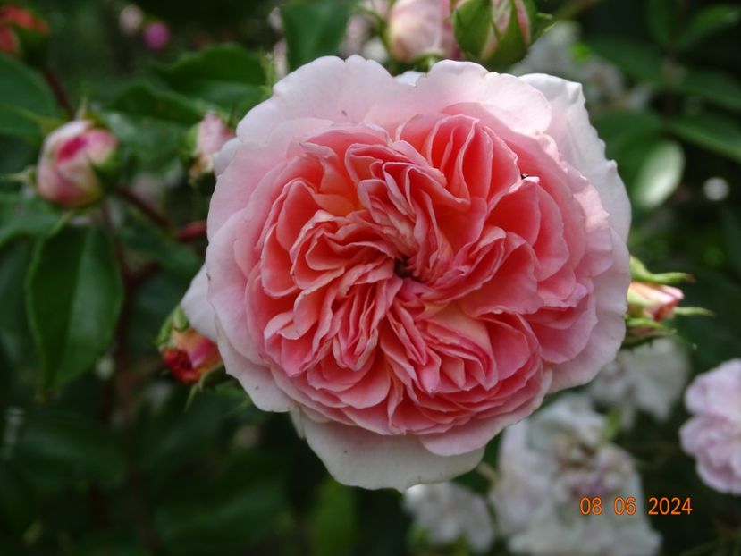  - Trandafiri 2024 4