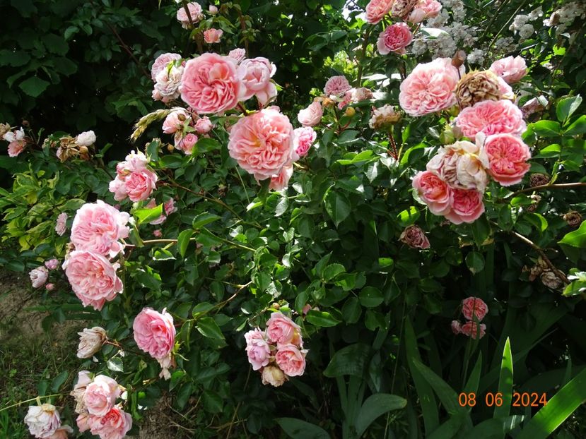  - Trandafiri 2024 4