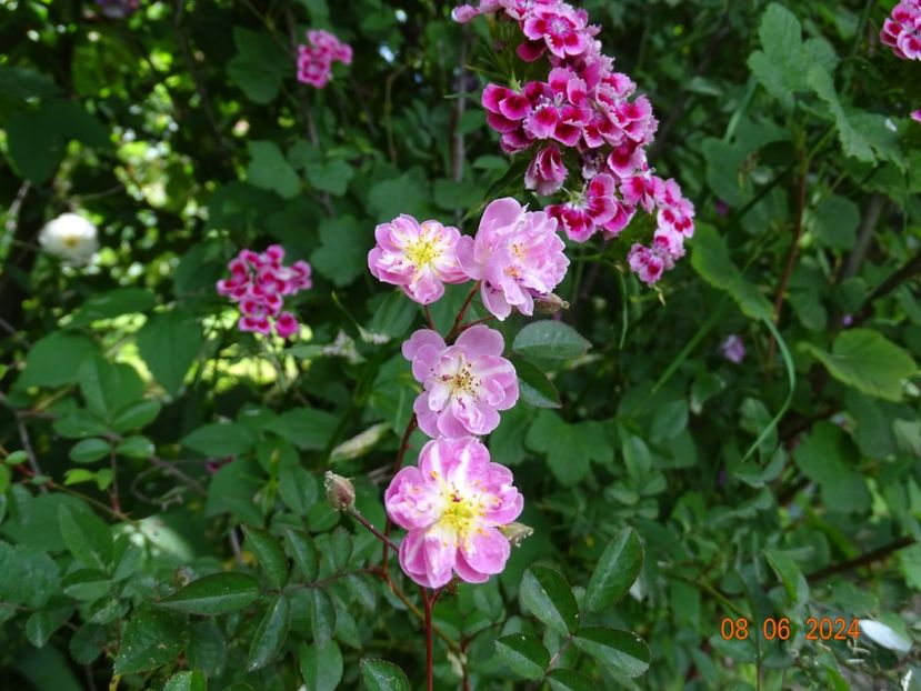  - Trandafiri 2024 4