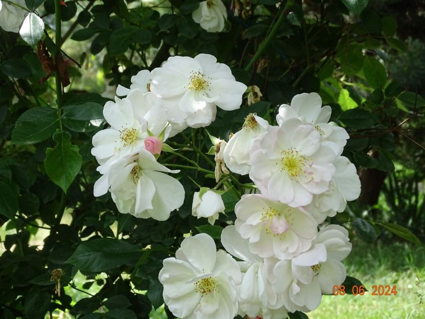  - Trandafiri 2024 4