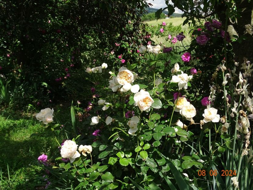  - Trandafiri 2024 4