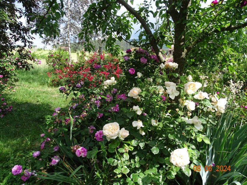 - Trandafiri 2024 4